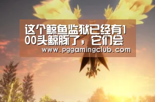 这个鲸鱼监狱已经有100头鲸豚了,它们会被送去哪一个海洋馆呢?|PG品牌(图1) PG畅玩